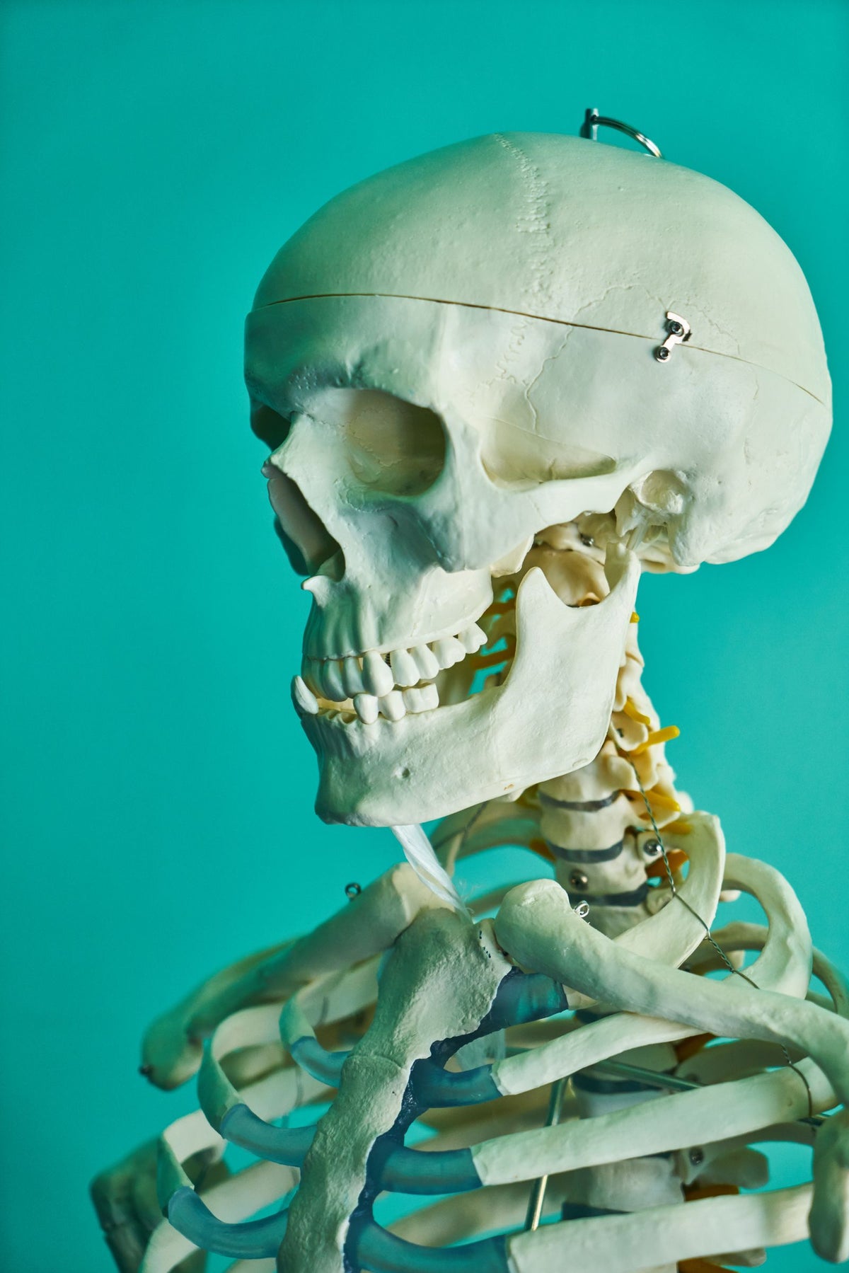 Human skeleton model