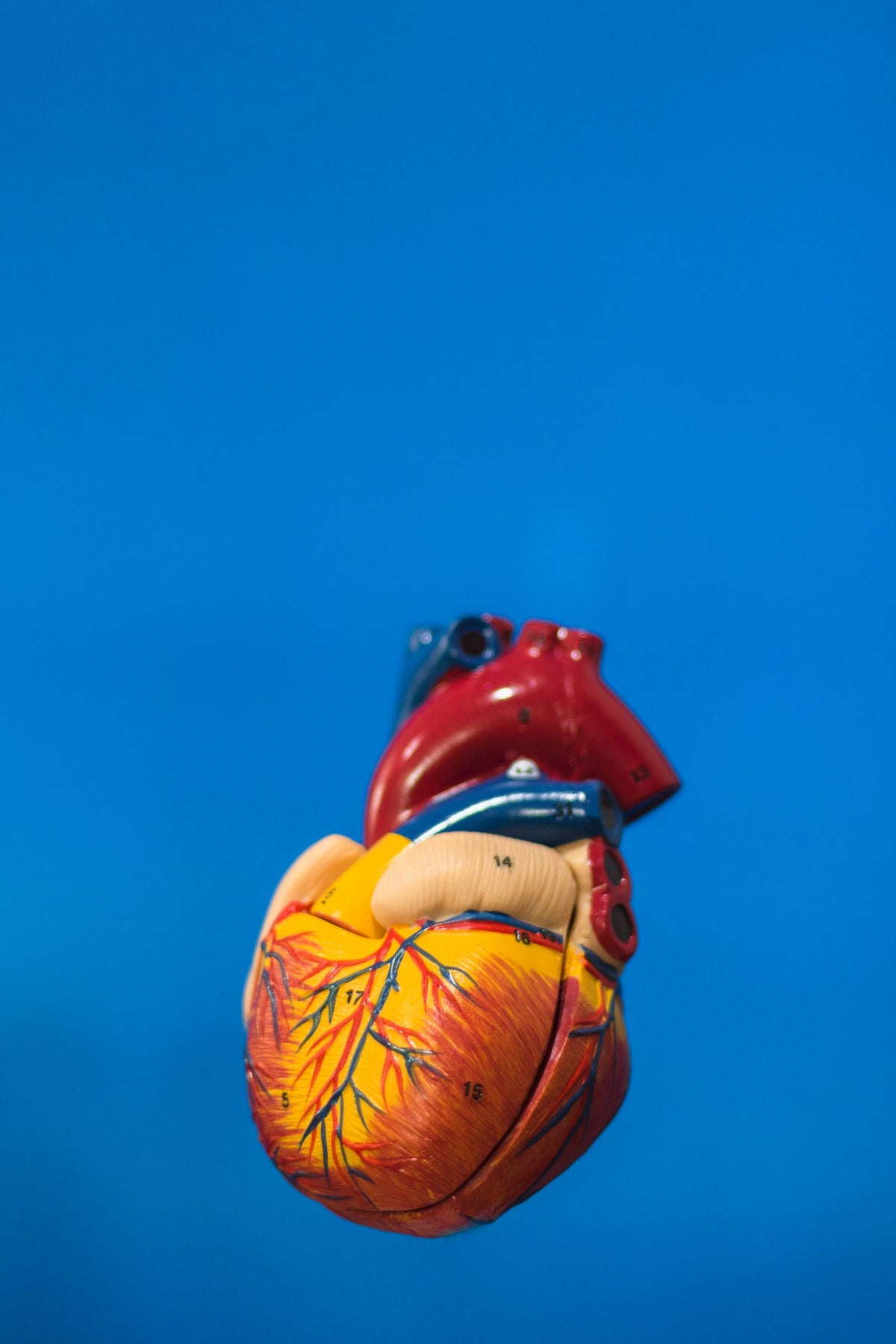 Anatomical heart model